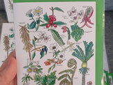 "NZ Native Flora" Prints and Greeting cards