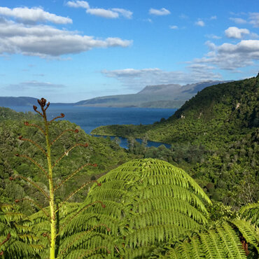 NZ scenery