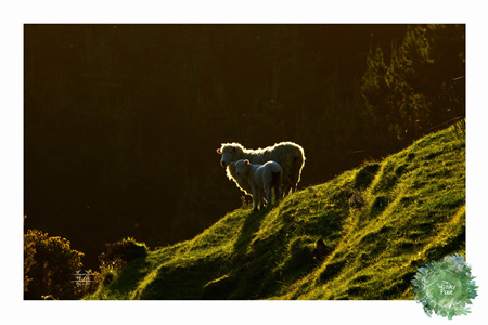 NZ Sheepie Art Print