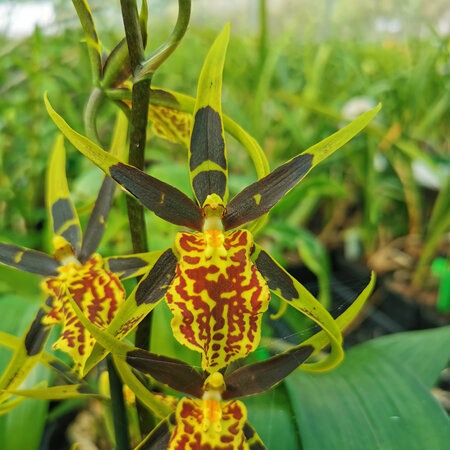 Onc. Gilded Tower ' Mystic Maze'