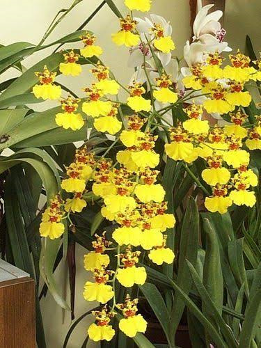 Oncidium (Dancing Lady Orchid): In-Depth Care Guide Brilliant Orchids