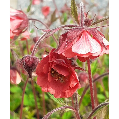 Orange & Brown Flowers