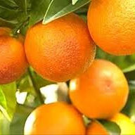 Oranges or Tangelos NZ  Certified Organic