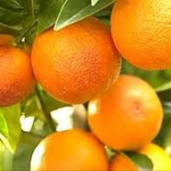 Oranges or Tangelos NZ  Certified Organic 1Kg