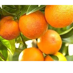 Oranges or Tangelos NZ  Certified Organic