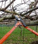 Orchard, vineyard and garden pruning
