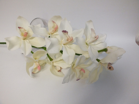 Orchid Cymbidium cream 4357