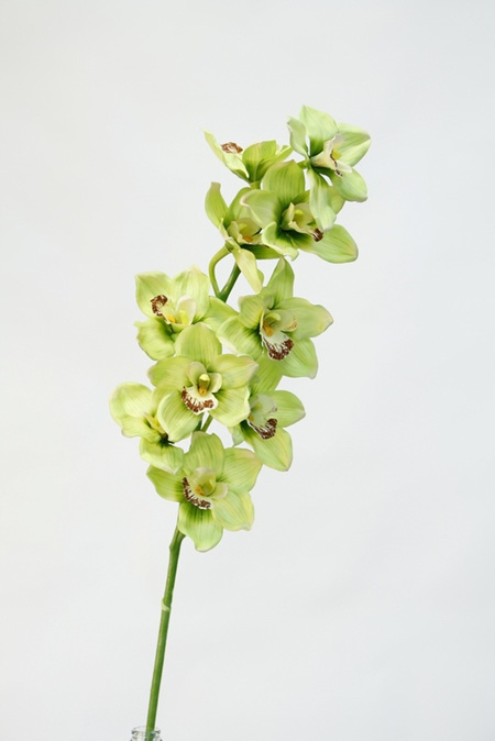 Orchid Cymbidium Green 1950