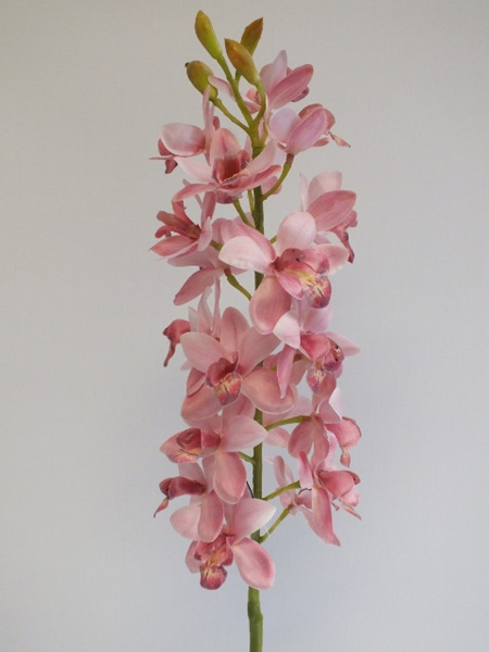 Orchid cymbidium pink 4433