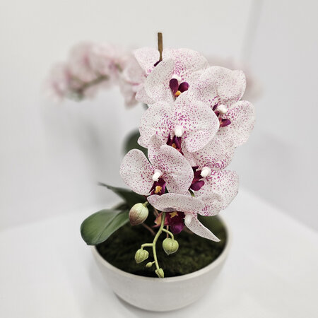 Orchid Elegance 2438