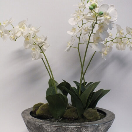 Orchid Elegance in Pewter 2196