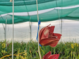Orchid hanger hooks