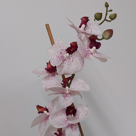 Orchid in San Reno pot 2317