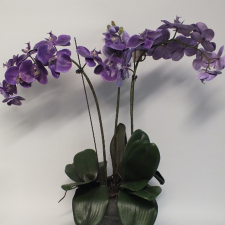 Orchid Phalaenopsis in container Mauve 4436