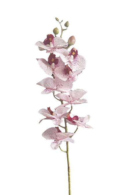 Orchid Phalaenopsis Pink 4313