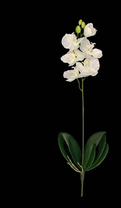 Orchid Phalaenopsis plant white 4096
