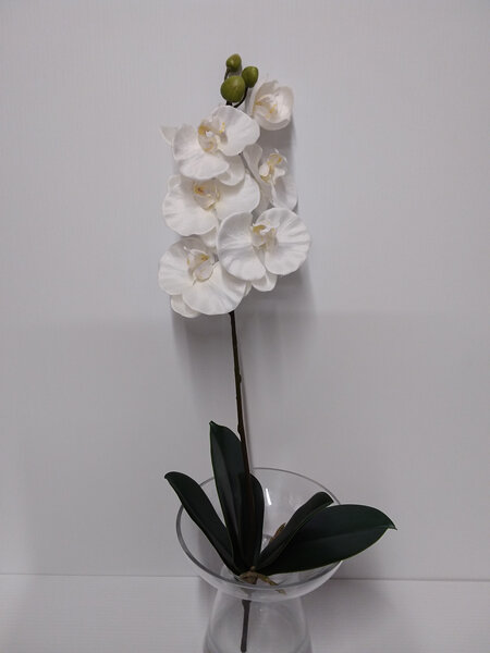 Orchid Phalaenopsis plant white 4096