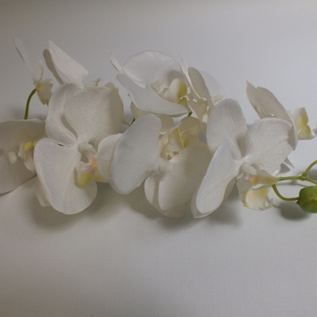 Orchid Phalaenopsis White with plant 4254