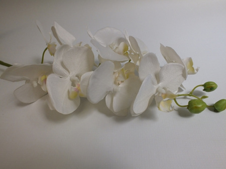 Orchid Phalaenopsis White with plant 4254