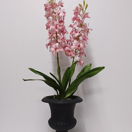 Orchid Pink Cymbidium in Black Urn 2367