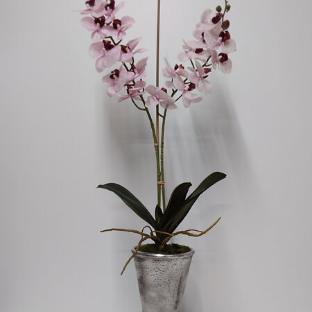 Orchid Pink Phalaenopsis in Silver urn 2366