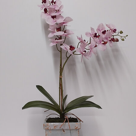 Orchid - Pink Phalenopsis in slate container 2386