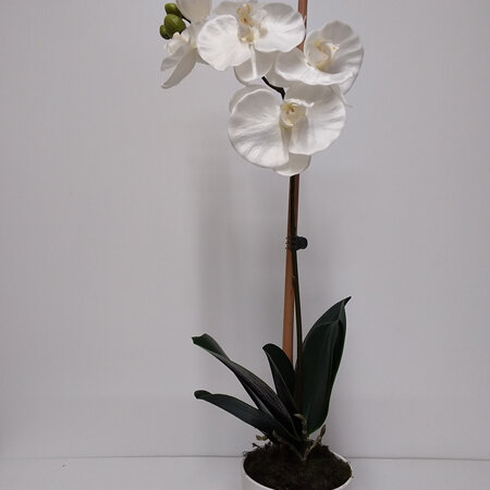 Orchid White Phalenopsis in White Container 2096