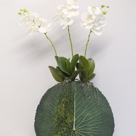 Orchids - Three Phalaenopsis in a Lotus Leaf Vase 2154