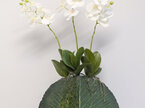 Orchids - Three Phalaenopsis in a Lotus Leaf Vase 2154