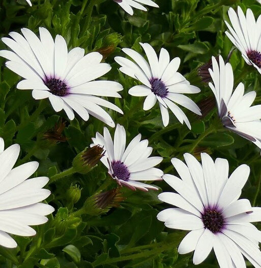 Osteospermum 'Ice White'