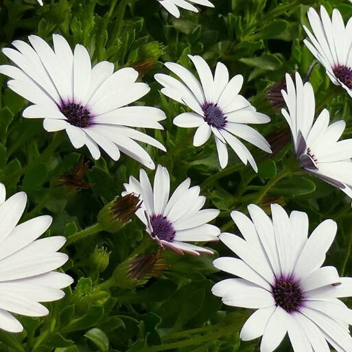 Osteospermum 'Ice White'