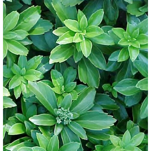 Pachysandra terminalis