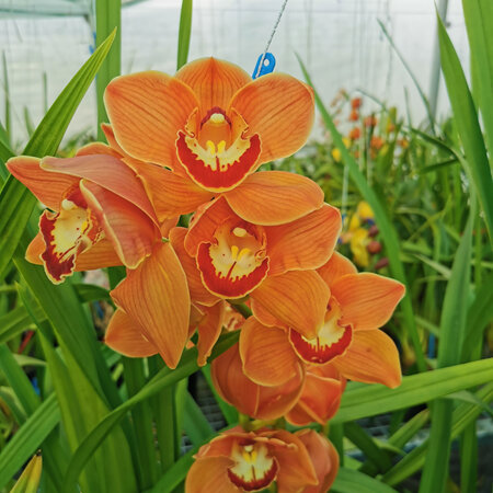 Panther Beauty 'Apricot Flame'