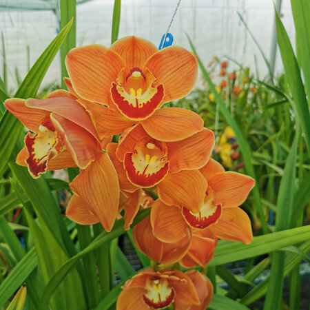 Panther Beauty 'Apricot Flame' (In buds)