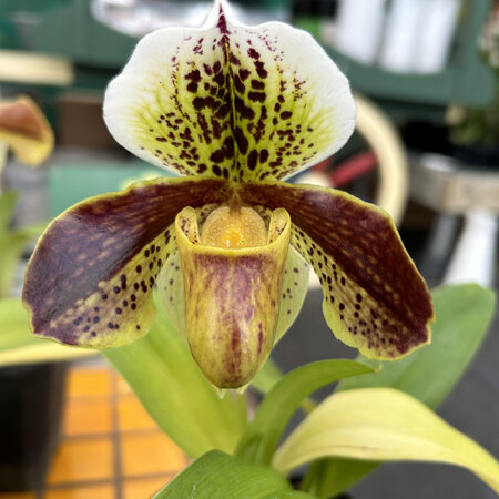 Paphiopedilum hybrids 5