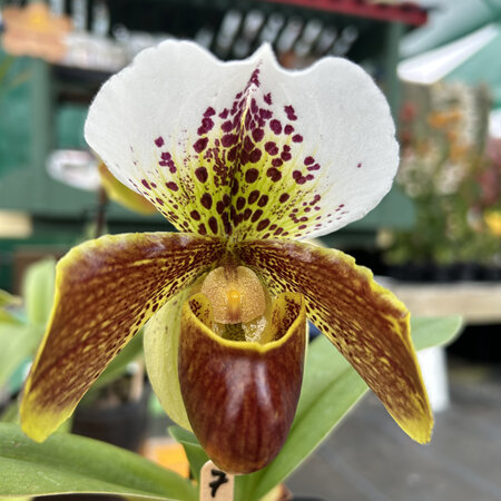 Paphiopedilum hybrids 7