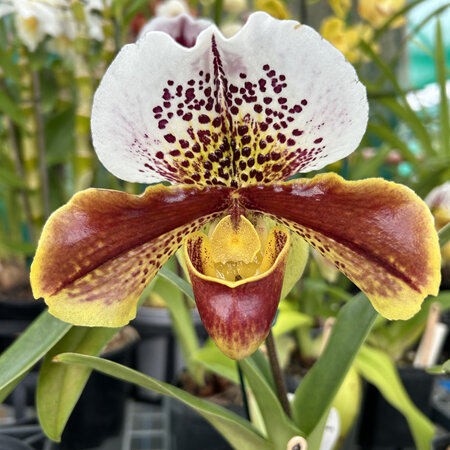 Paphiopedilum hybrids 9