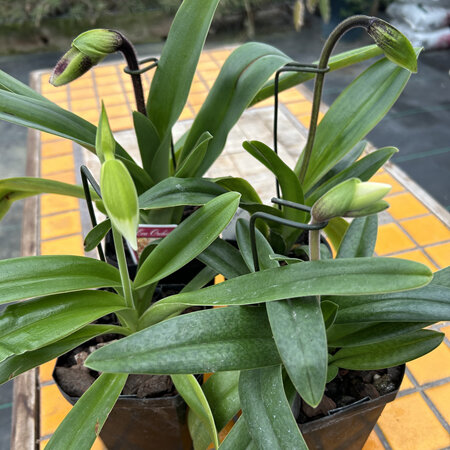 Paphiopedilum hybrids Four plants bundle