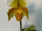 Paphiopedilum hybrids (Mixed varieties)