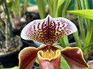 Paphiopedilum hybrids (Mixed varieties)