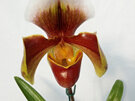 Paphiopedilum hybrids (Mixed varieties)