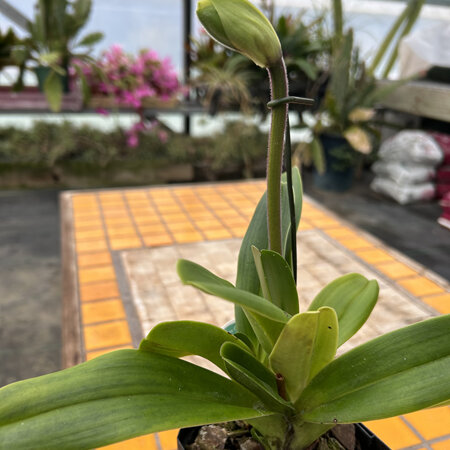 Paphiopedilum hybrids (Mixed varieties)