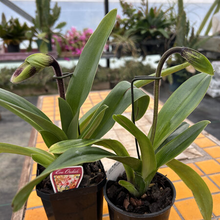 Paphiopedilum hybrids two plants bundle