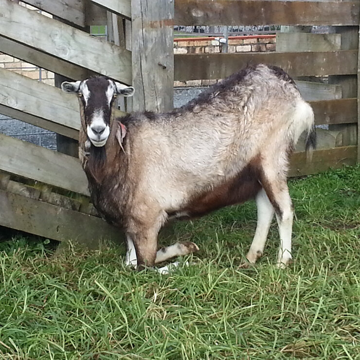 Patrick the goat with laminitis - Franklin Vets