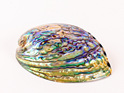 Paua Shell Supreme Lacquer Coated