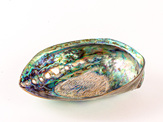 Paua Shell  with Filled Holes