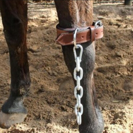 Pawing Chain with Knee Strap