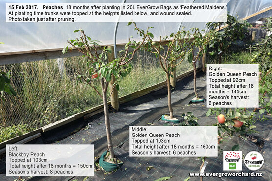 Peach trees 18 months after planting in EverGrow Bags first harvest