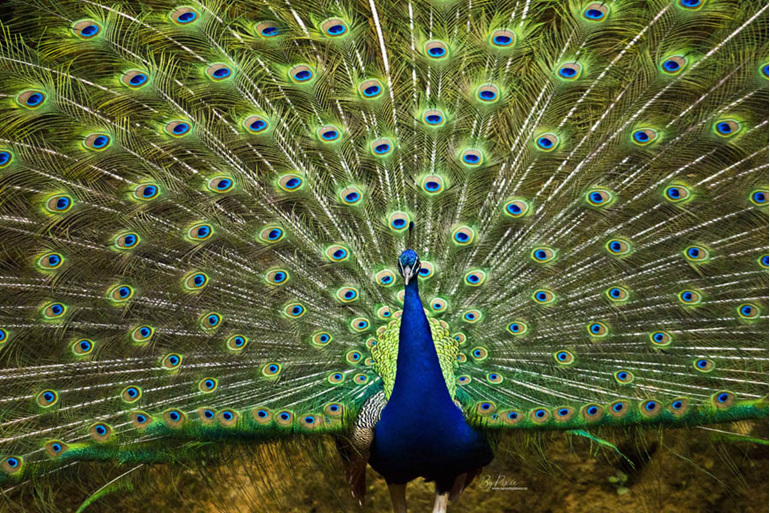 Peacock, Animal Photography, Photography, NZ Photography, Nature by Pixie,