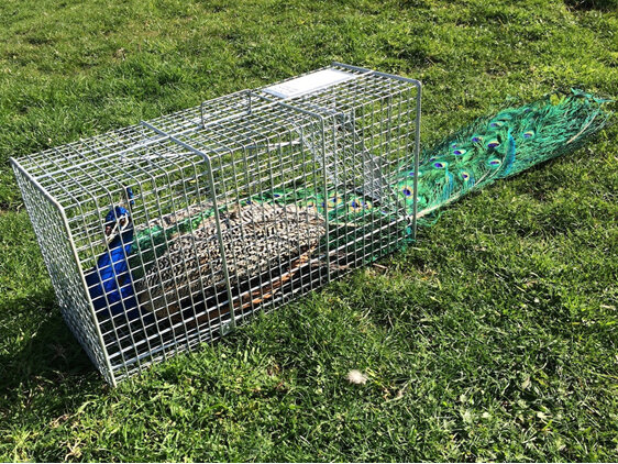 peacock peafowl  trap